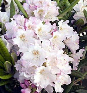 Rhododendron (Mikkeli Rhododendron)