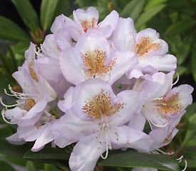 Rhododendron (Mrs. Tom Lowinsky Rhododendron)