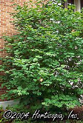 Acer circinatum (Vine Maple)