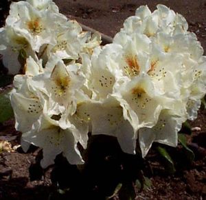 Rhododendron (Phyllis Korn Rhododendron)
