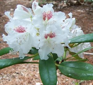 Rhododendron (Peter Tigerstedt Rhododendron)