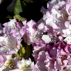 Rhododendron (Pohjola's Daughter Rhododendron)