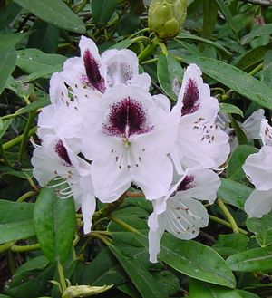 Rhododendron (Sappho Rhododendron)