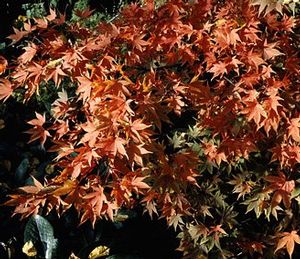 Acer palmatum (Green Japanese Maple)