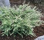 Tsuga canadensis (Gentsch White Canadian Hemlock)