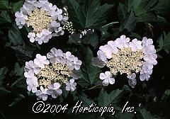 Viburnum opulus (Dwarf European Cranberry Bush)