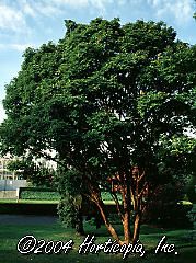 Acer griseum (Paperbark Maple)
