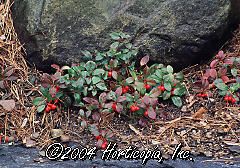 Gaultheria procumbens (Wintergreen Eastern Teaberry or Salal)