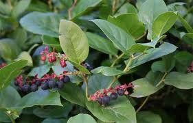 Gaultheria shallon (Salal)