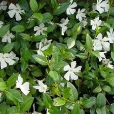 Vinca minor (Alba Periwinkle)