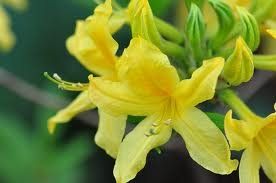 Azalea (Sun Chariot (Exbury) Azalea)