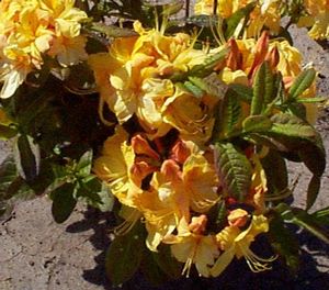 Azalea (Golden Lights (Northern Lights) Azalea)