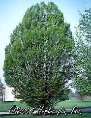 Carpinus betulus (Pyramidal European Hornbeam)