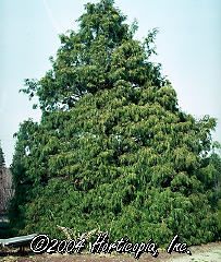 Chamaecyparis pisifera (Sungold Threadbranch Cypress)