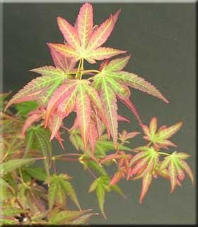 Acer palmatum (Kashima Upright Japanese Maple)