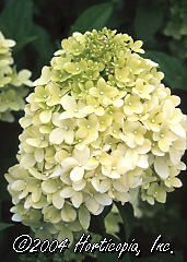 Hydra paniculata (Limelight Hydrangea)