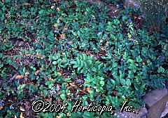 Mahonia repens (Dwarf Oregon Grape)