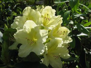 Rhododendron (Capistrano Primrose' Rhododendron)