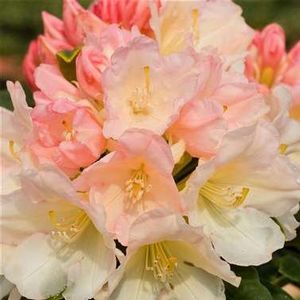 Rhododendron Yakushimanum (Golden Torch Yak Rhododendron)