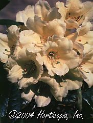 Rhododendron (Hotei Rhododendron)