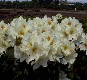 Rhododendron (Mrs. Betty Robertson Rhododendron)