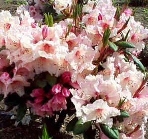 Rhododendron (Virginia Richards Rhododendron)