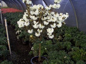 Rhododendron (Cream Crest Dwarf Rhododendron)