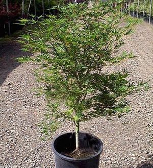 Acer palmatum (Okushimo (Crispa) Upright Japanese Maple)