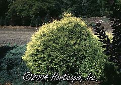 Thuja occidentalis (Rheingold Arborvitae)