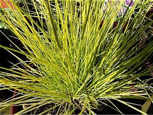 GR Festuca glauca (Golden Toupee Fescue)