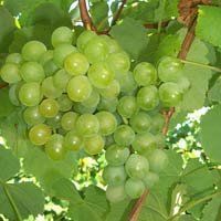 Grape Golden Muscat Vitis (Muscat Golden Grape)