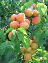 Fruit Prunus armeniaca (Blenheim Apricot)