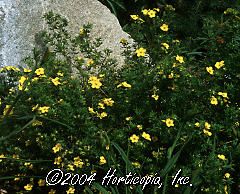 Potentilla fruticosa (Goldfinger Cinquefoil)