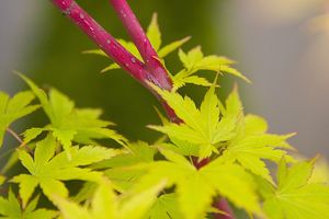 Acer palmatum (Coral Bark Japanese Maple)