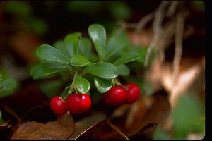 Arctostaphylos uva-ursi (Kinnikinnik (Bear Bearry))