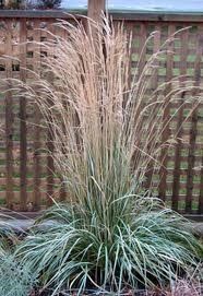 GR Calamagrostis acutiflora (Avalanche Feather Reed Grass)