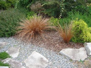 GR Carex buchanii (Leather Leaf Sedge)