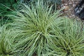 GR Carex oshimensis (Evergold Sedge)