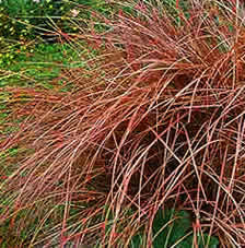 GR Carex flagilifera (Copperleaf Sedge)