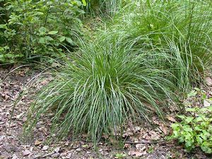 GR Deschampsia Cespitosa (Bronzeschlieier (Bronze Veil) Tufted Hair Grass)
