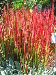 GR Imperata cylindrica (Japanese Blood Grass)