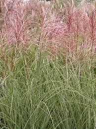 GR Miscanthus sinensis (Morning Light Maiden Grass)