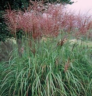 GR Miscanthus sinensis purpurascens (Red Silver (Rotsilber) Japanese Silver Grass)