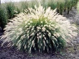 GR Pennisetum alopecuroides (Hameln Dwarf Fountain Grass)