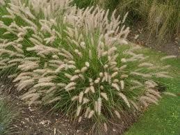 GR Pennisetum oriental (Oriental Fountain Grass)