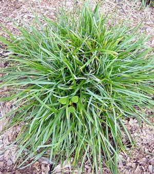 GR Sesleria caerulea (Blue Moor Grass)