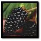 BR Rubus Kotata lanciniatus (Kotata Blackberry)