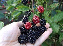 BR Rubus Lochness fruticosa (Lochness Blackberry)