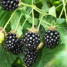 BR Blackberry (Blackberry)