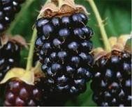 BR Rubus Marion (Marion Blackberry)